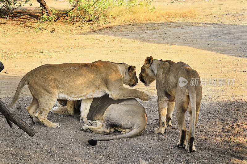 亚洲狮科，狮(Panthera leo persica)亚洲狮是美洲豹。它的活动范围仅限于印度古吉拉特邦的吉尔国家公园和周边地区。野生动物中的家族狮子。